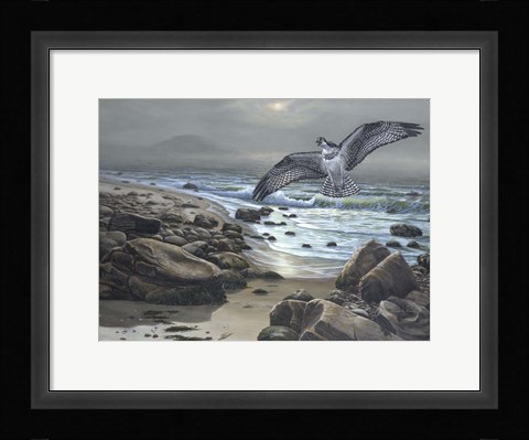 Framed Osprey Print