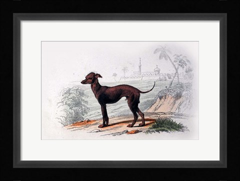 Framed Dog III Print