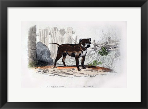 Framed Dog IV Print