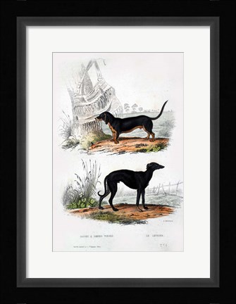 Framed Pair of Dogs III Print