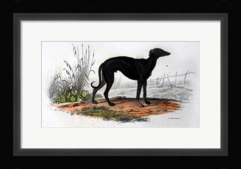 Framed Dog VI Print