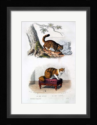 Framed Wild Cat and Angora Cat Print