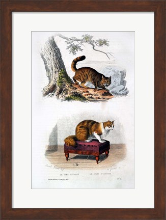Framed Wild Cat and Angora Cat Print