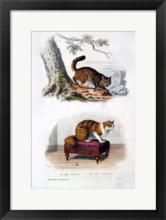 Framed Wild Cat and Angora Cat Print