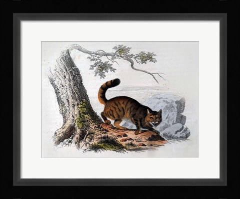 Framed Wild Cat Print
