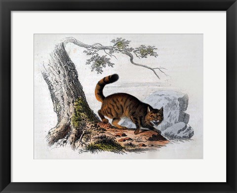 Framed Wild Cat Print