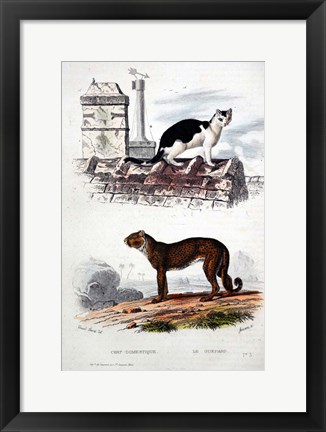 Framed Cat and Leaopard Print