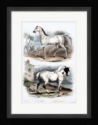 Framed Pair of Horses Print