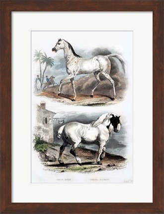Framed Pair of Horses Print