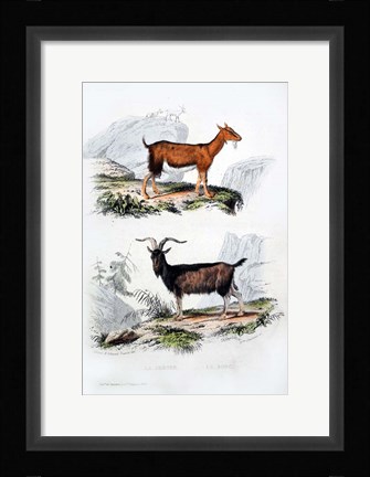 Framed Male and Female Goats Print