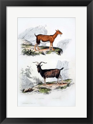 Framed Male and Female Goats Print