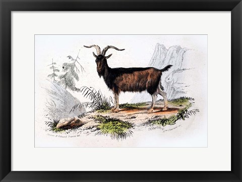 Framed Male Goat Print