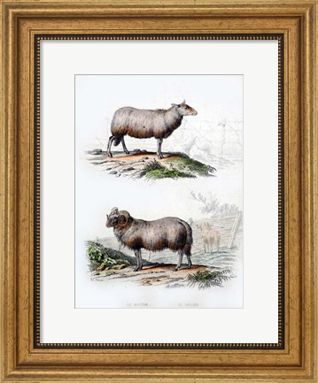 Framed Sheep and Ram Print