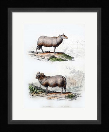 Framed Sheep and Ram Print