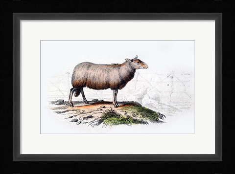 Framed Sheep Print