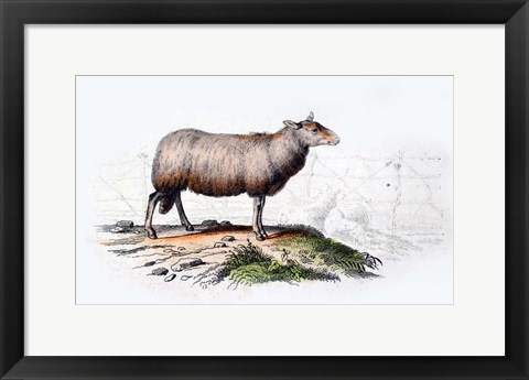 Framed Sheep Print