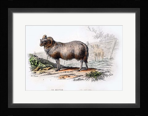 Framed Ram Print