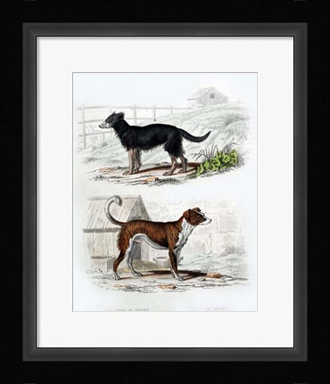 Framed Pair of Dogs IV Print