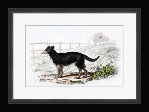 Framed Dog VII Print