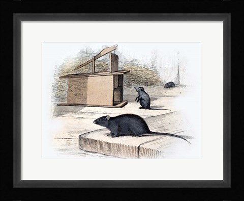 Framed Mouse Print