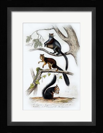 Framed Squirrels Print