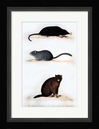 Framed La Taupe, Le Muscardin, La Marmotte Print
