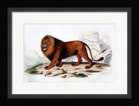 Framed Lion Print