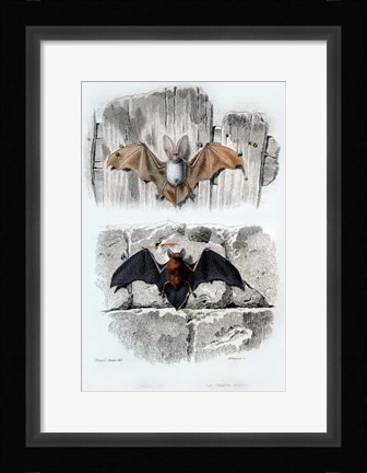 Framed Bats Print