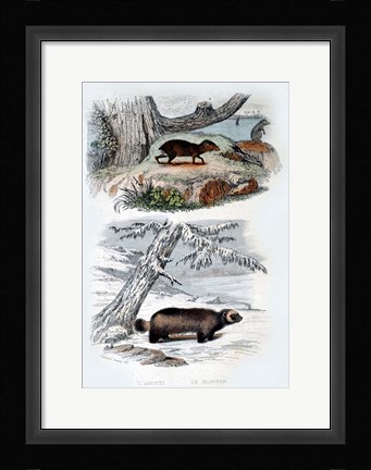 Framed L'Agouti, Le Glouton Print
