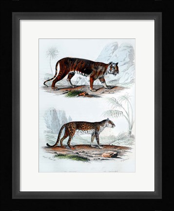 Framed Tiger and Leopard Print