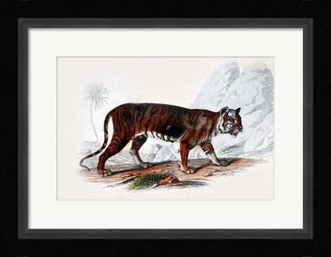 Framed Tiger Print