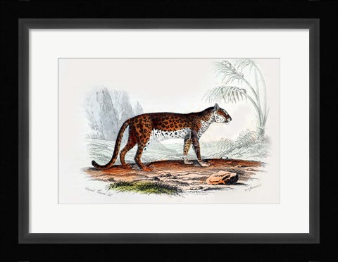 Framed Leopard II Print