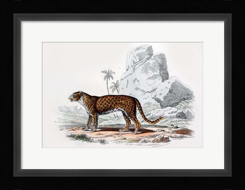 Framed Leopard III Print