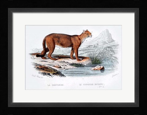 Framed Cougar Print