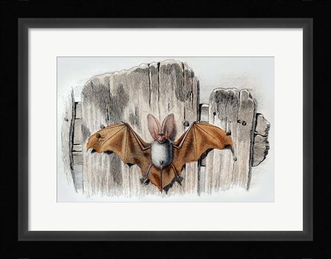 Framed Bat II Print