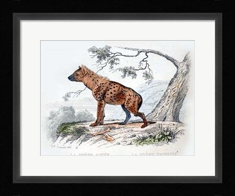 Framed Hyena II Print