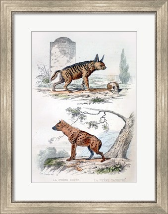 Framed Pair of Hyenas Print