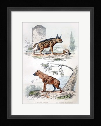 Framed Pair of Hyenas Print