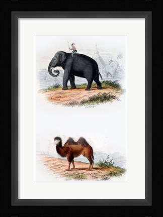 Framed Elephant and Camel Print