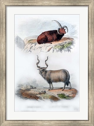 Framed Pair of Rams Print
