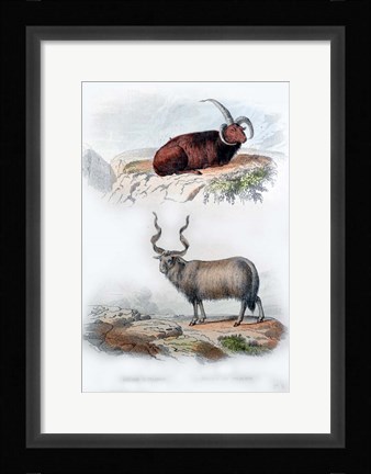 Framed Pair of Rams Print