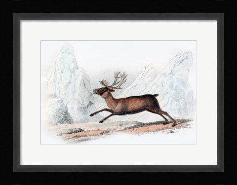 Framed Stag Print