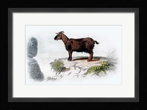 Framed Goat I Print