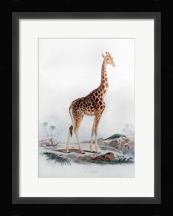 Framed Giraffe Print