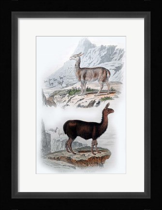 Framed Vicuna and Llama Print