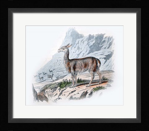 Framed Vicuna Print