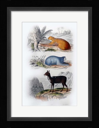 Framed Three Mammals I Print