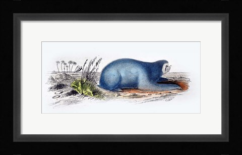 Framed Mammal II Print