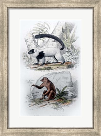 Framed Pair of Mammals Print