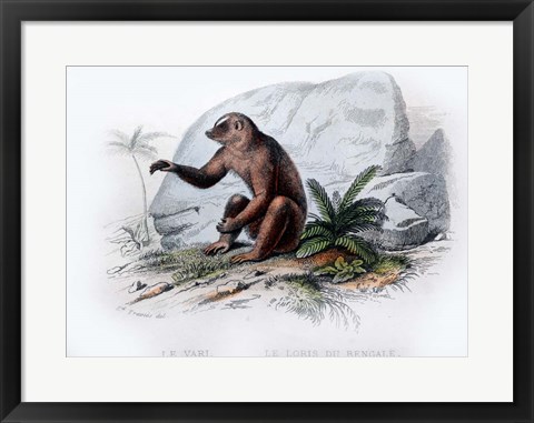 Framed Mammal V Print